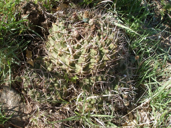 P1016242