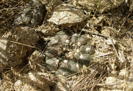 P1016381