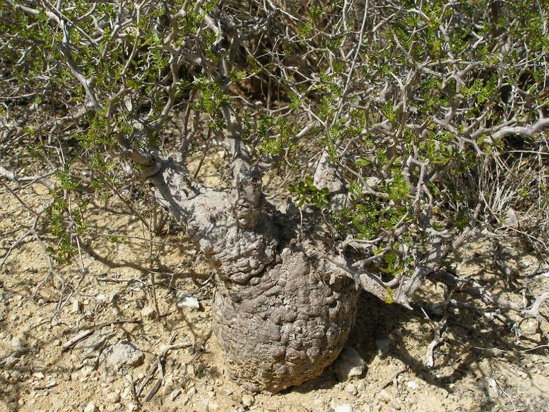 madag-P1012410.JPG