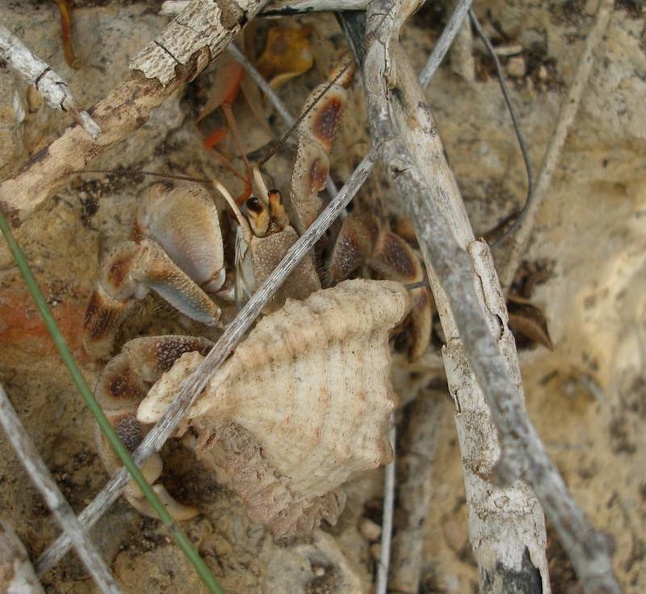 madag-P1012423.JPG