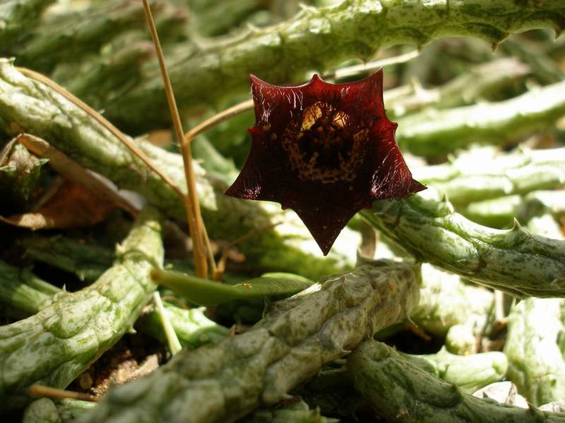 madag-P1012444.JPG