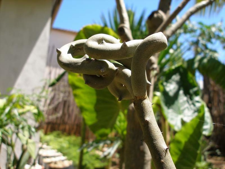 madag-P1012515.JPG