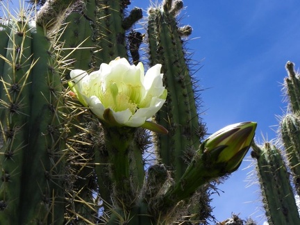 Поездка Ирины Рыжковой в Перу в ноябре-декабре 2009