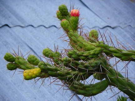 Поездка Ирины Рыжковой в Перу в ноябре-декабре 2009