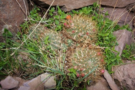 Поездка Ирины Рыжковой в Перу в ноябре-декабре 2009