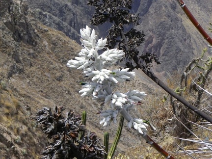 Поездка Ирины Рыжковой в Перу в ноябре-декабре 2009