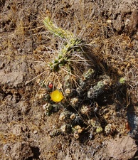 Поездка Ирины Рыжковой в Перу в ноябре-декабре 2009