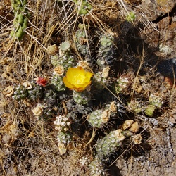 Фотографії з місць зростання