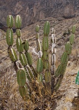 Поездка Ирины Рыжковой в Перу в ноябре-декабре 2009