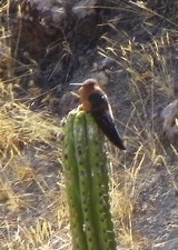 Поездка Ирины Рыжковой в Перу в ноябре-декабре 2009