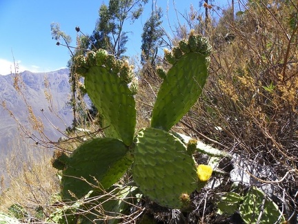 Поездка Ирины Рыжковой в Перу в ноябре-декабре 2009