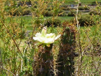Поездка Ирины Рыжковой в Перу в ноябре-декабре 2009