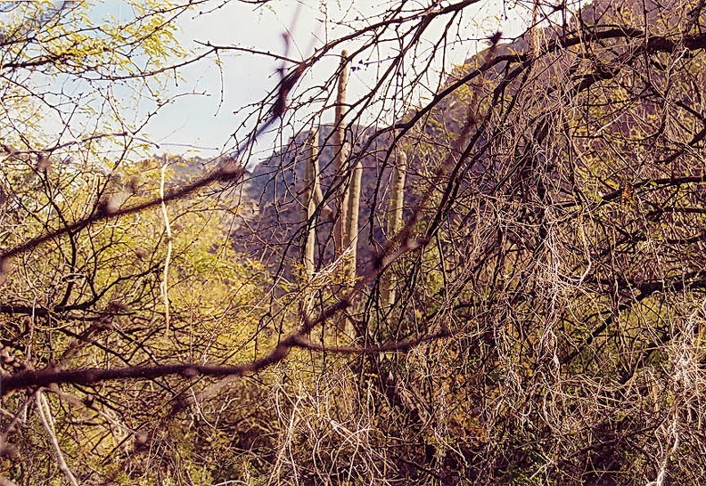Puma-12.jpg