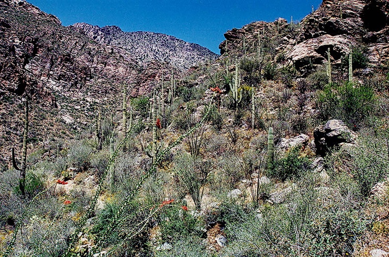 Sabino-13.jpg