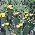 Sabino-16.jpg