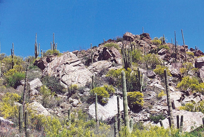 Sabino-4.jpg