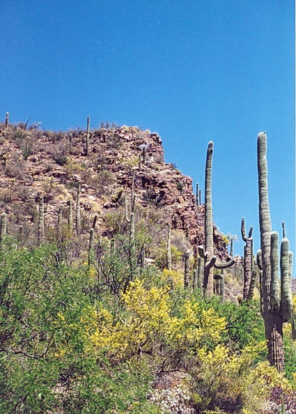 Sabino-5.jpg