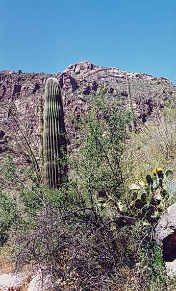 Sabino-9.jpg