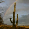 LS saguaro-and-rainbow 