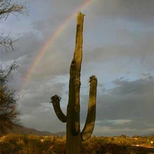 LS saguaro-and-rainbow 