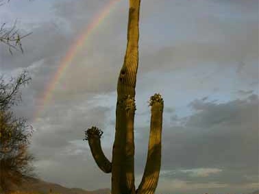 LS saguaro-and-rainbow 