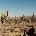 Sonora-1.jpg