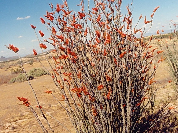 Пустыня Сонора, Аризона