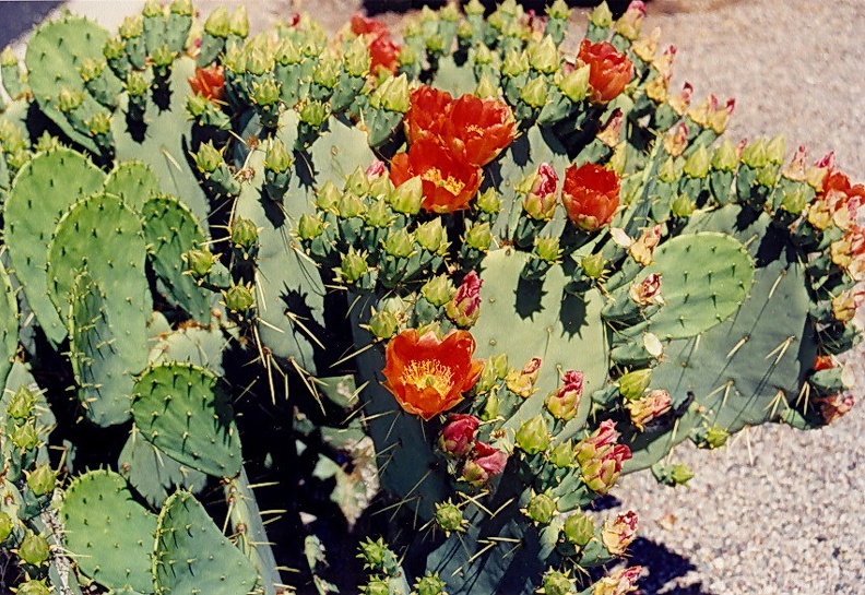 Sonora-4.jpg