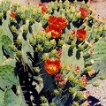 Sonora-4.jpg