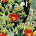 Sonora-7.jpg