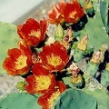 Sonora-8.jpg