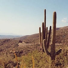 Sonora Mount Lemmon
