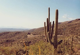 Sonora Mount Lemmon