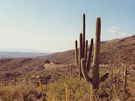 Sonora Mount Lemmon