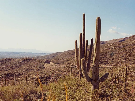 Sonora Mount Lemmon