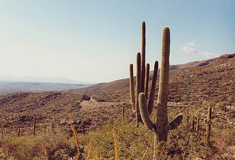 Sonora_Mount_Lemmon.jpg