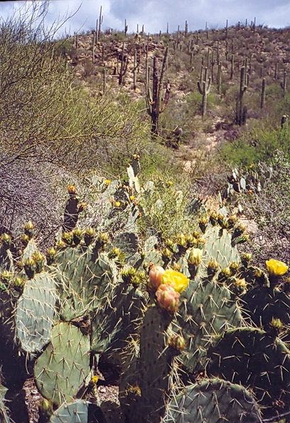 Sonora_desert_1.jpg