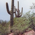 Sonora_desert_10.jpg