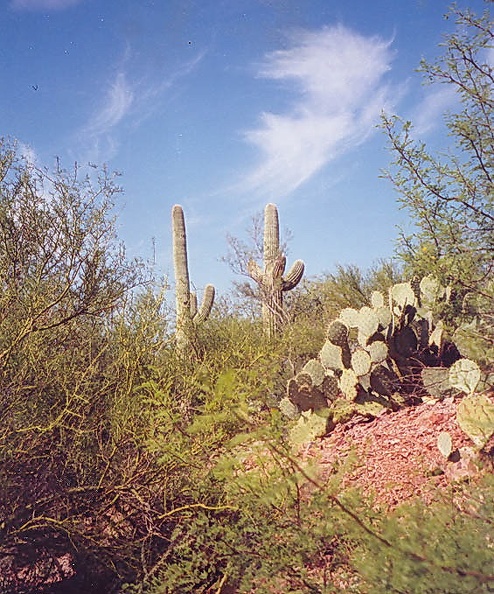 Sonora_desert_11.jpg