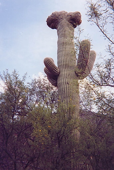 Sonora_desert_14.jpg