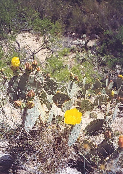 Sonora_desert_15.jpg