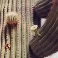 Sonora_desert_16.jpg