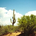 Sonora_desert_17.jpg