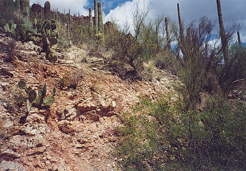 Sonora_desert_3.jpg