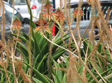 Остров Тенерифе