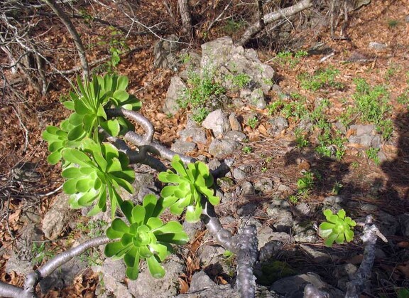 Остров Тенерифе