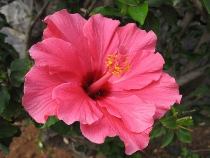 Остров Тенерифе