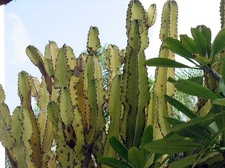 Остров Тенерифе