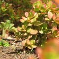 IMG 3565 copy