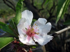 Остров Тенерифе